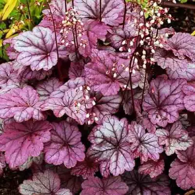 Гейхера ШУГА ФРОСТИНГ в Волковыске