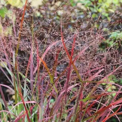 Просо РЕБРАУН прутьевидное в Волковыске