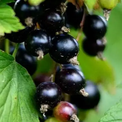 Смородина чёрная КАТЮША в Волковыске