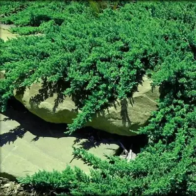 Можжевельник НАНА лежачий в Волковыске