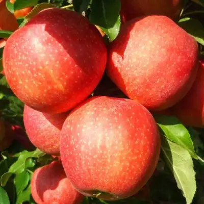 Яблоня ГАЛА ШНИГА в Волковыске