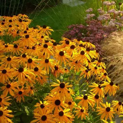 Рудбекия ГОЛДШТУРМ блестящая в Волковыске