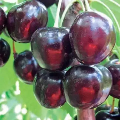 Черешня ЛЮБИМИЦА АСТАХОВА в Волковыске