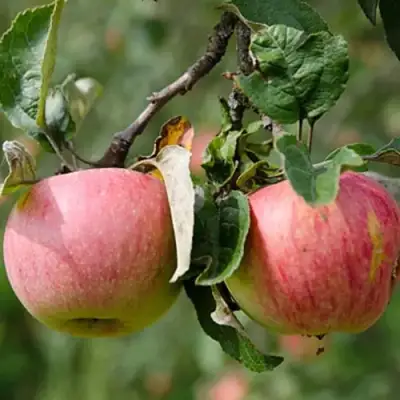 Яблоня МЕЛБА в Волковыске