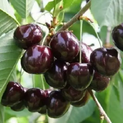 Черешня ЛЕНИНГРАДСКАЯ ЧЁРНАЯ в Волковыске