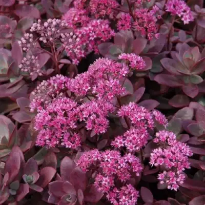 Очиток (седум) САНСПАРКЛЕР ФАЙЕРКРЕКЕР в Волковыске