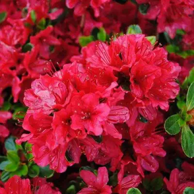 Азалия ХИНО КРИМСОН японская в Волковыске