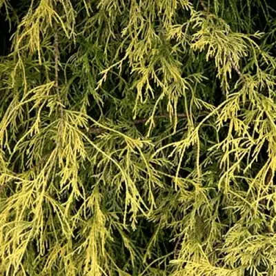 Кипарисовик ФИЛИФЕРА АУРЕА горохоплодный в Волковыске