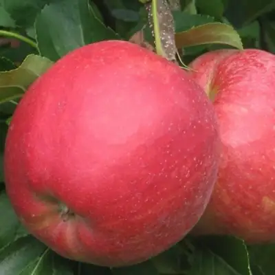 Яблоня РУБИН в Волковыске