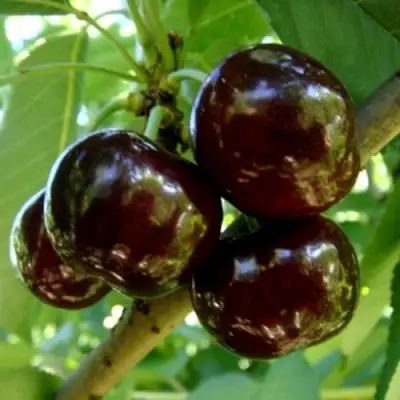 Черешня МУСКАТНАЯ в Волковыске