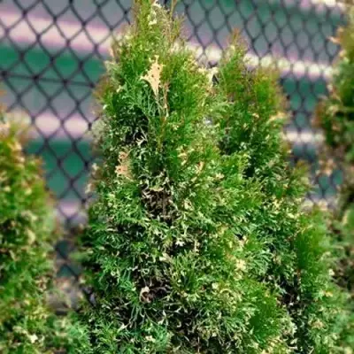 Туя СМАРАГД ВАРИЕГАТА западная в Волковыске