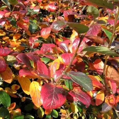 Кизильник блестящий в Волковыске