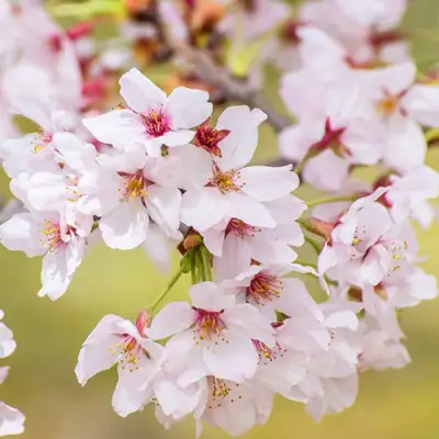 Сакура КОЙО НО МАЙ в Волковыске
