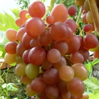 Виноград БЛЕСТЯЩИЙ в Волковыске