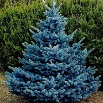 Ель МАДЖЕСТИК БЛЮ колючая в Волковыске