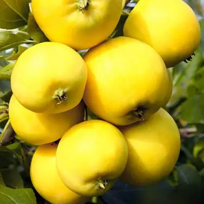 Яблоня УРАЛЬСКОЕ НАЛИВНОЕ в Волковыске