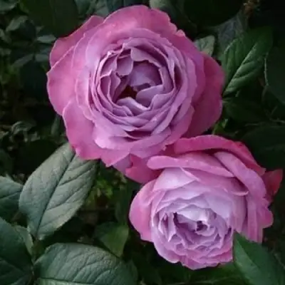 Роза АКВА чайно-гибридная в Волковыске