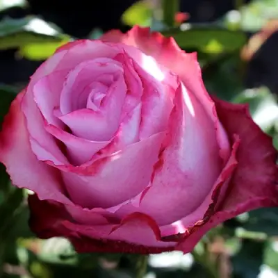 Роза ДИП ВОТЕР чайно-гибридная в Волковыске