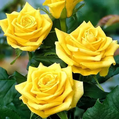 Роза ПАПИЛОН чайно-гибридная в Волковыске