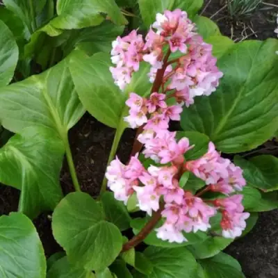 Бадан БЭБИ ДОЛЛ в Волковыске