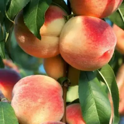 Персик ЛОЙКО 2 в Волковыске