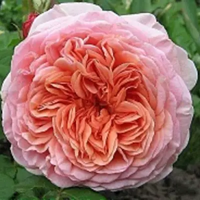 саженцы розы Абрахам Дерби