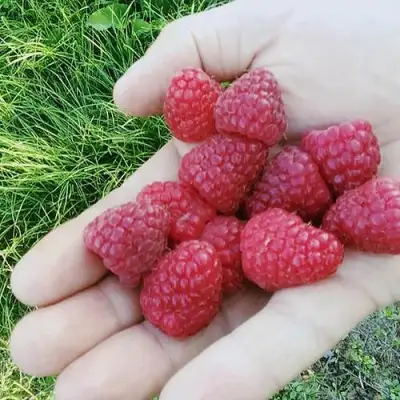 Малина ПОЛЬКА (ПОЛКА) в Волковыске