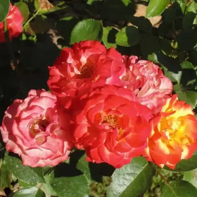 Роза ТАЙФУН спрей в Волковыске