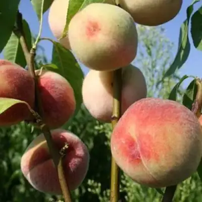 Персик ДОНЕЦКИЙ БЕЛЫЙ в Волковыске