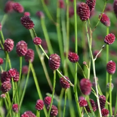 Кровохлебка ЧОКОЛАТ ТИП в Волковыске