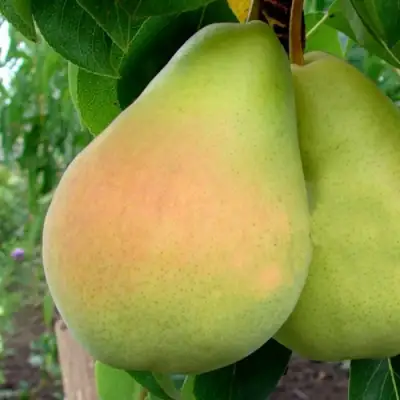 груша Виктория