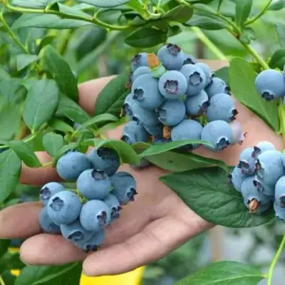 Голубика ТОРО в Волковыске