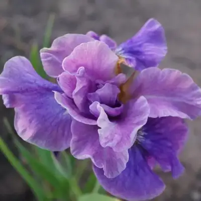 Ирис ХЭВИНГ ФАН сибирский в Волковыске