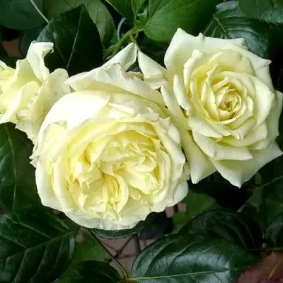 Роза ЭЛЬФ плетистая в Волковыске