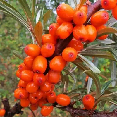 Облепиха ДЖЕМОВАЯ в Волковыске