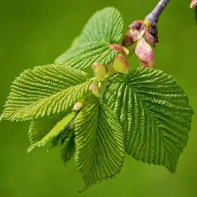 Вяз обыкновенный в Волковыске