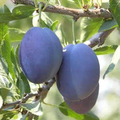 Слива СТЭНЛИ в Волковыске