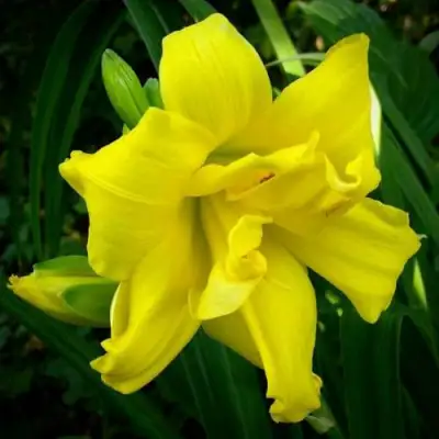 Лилейник ДАБЛ РИВЕР ВАЙ гибридный в Волковыске