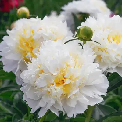 Пион ЧЕДДЕР ЧИЗ травянистый в Волковыске