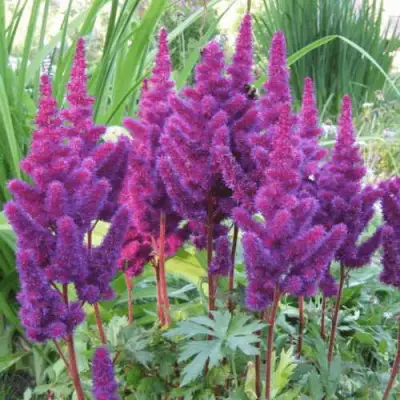 Астильба БЛЭК ЭНД БЛУ китайская в Волковыске