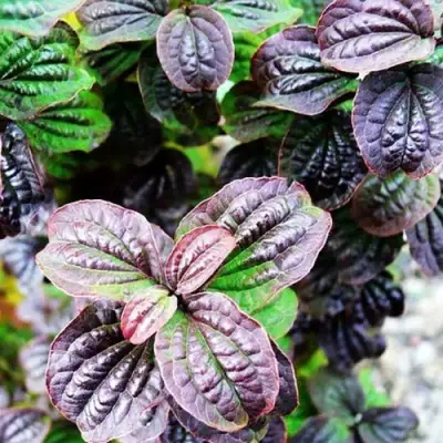 Дерен КОМПРЕССА кроваво-красный в Волковыске