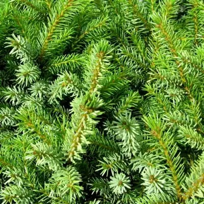 Ель НАНА сербская в Волковыске