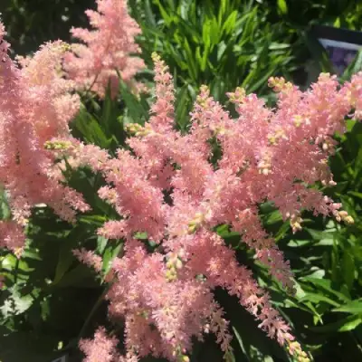 Астильба БРЕССИНГЕМ БЬЮТИ Арендса в Волковыске