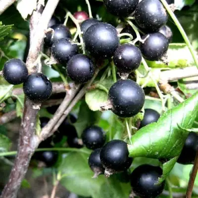 Смородина чёрная НЕСТЕР КОЗИН в Волковыске