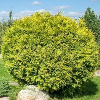 Туя ГОЛДЕН ГЛОБ западная в Волковыске