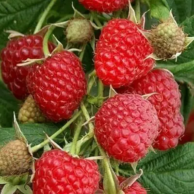 Малина ГЛЕН АМПЛ в Волковыске