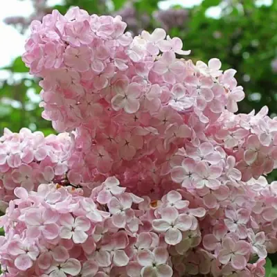 Сирень ВЕЧЕРНИЙ ЗВОН в Волковыске