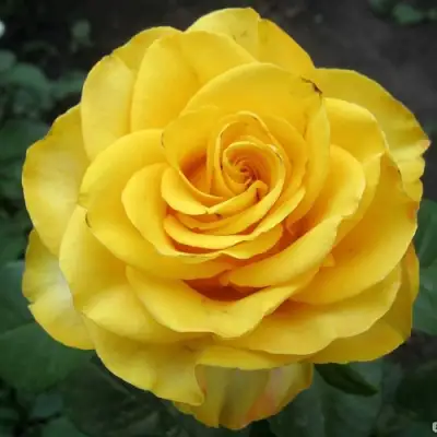 Роза КЕРИО чайно-гибридная в Волковыске