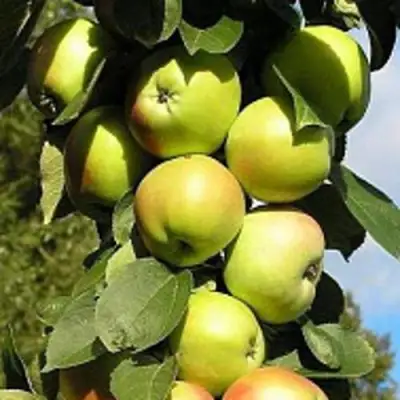 Яблоня ПРЕЗИДЕНТ колонновидная в Волковыске