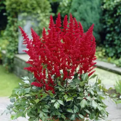 Астильба СПАРТАН Арендса в Волковыске